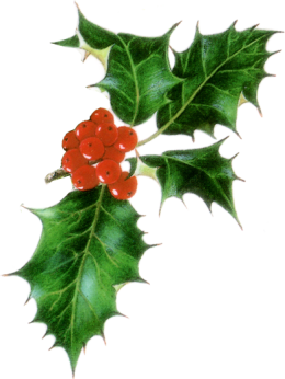 Holly-branch Holly-branch