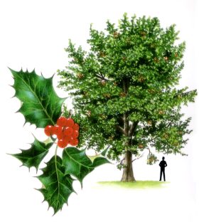 Holly-v1 Holly-v1