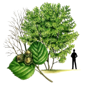 Irish-Hazel-Tree Irish-Hazel-Tree